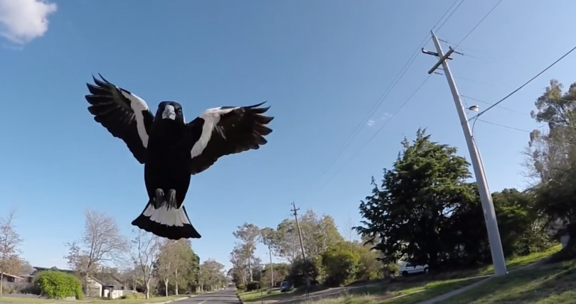 Swooping magpie in suburban street.