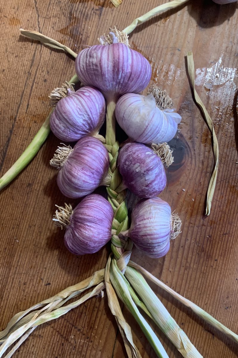 Braiding garlic