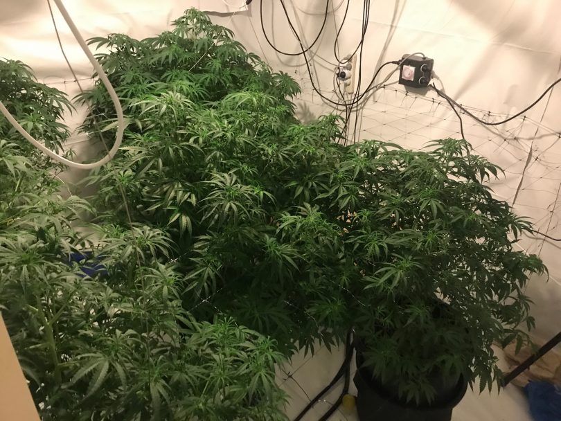 Cannabis growing operation
