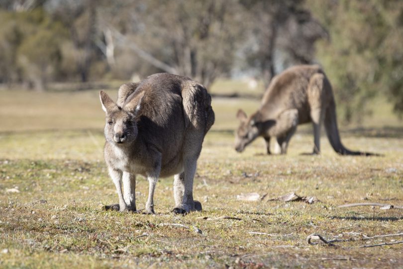 An eastern grey kangaroo