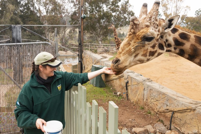 Wildlife keeper Katie Ness feeding Hummer the giraffe