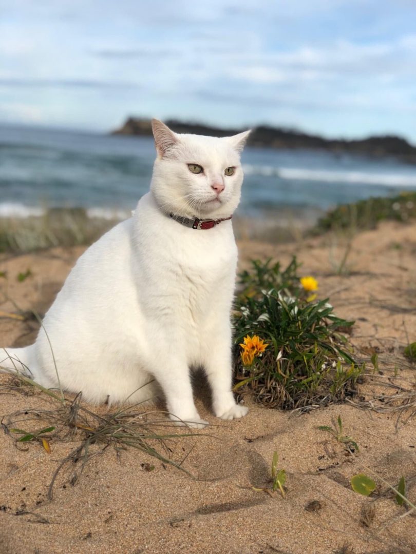 Cat sitting on beach at Malua Bay.