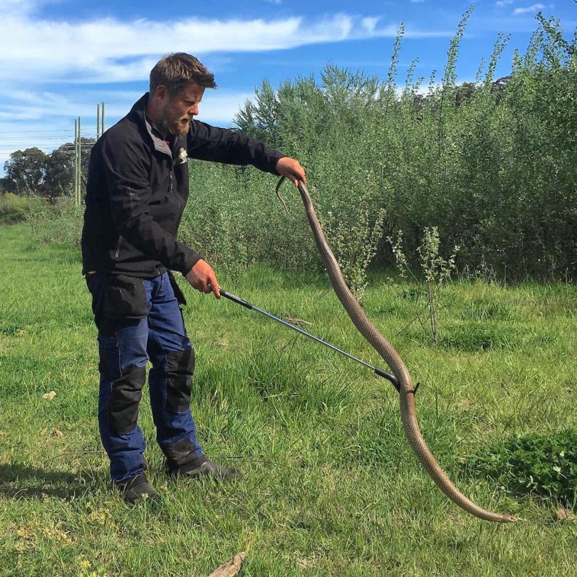Gavin Smith with the giant eastern brown snake near Clare Holland House