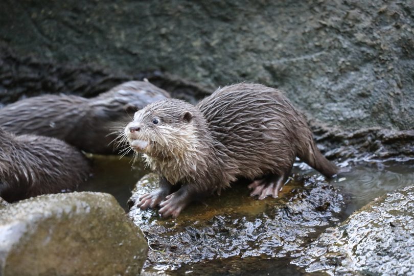Otter pups are the first to be born at the National Zoo