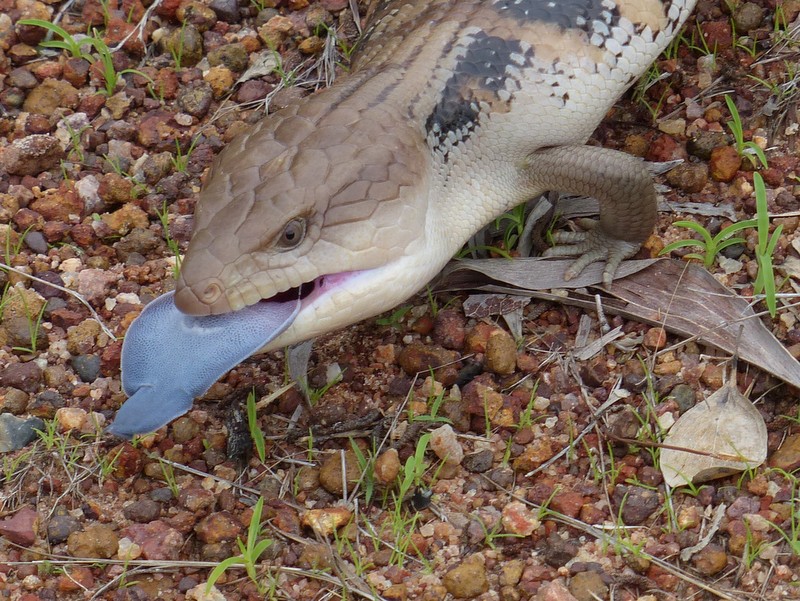 Blue-tongue lizard sticking out blue tongue.