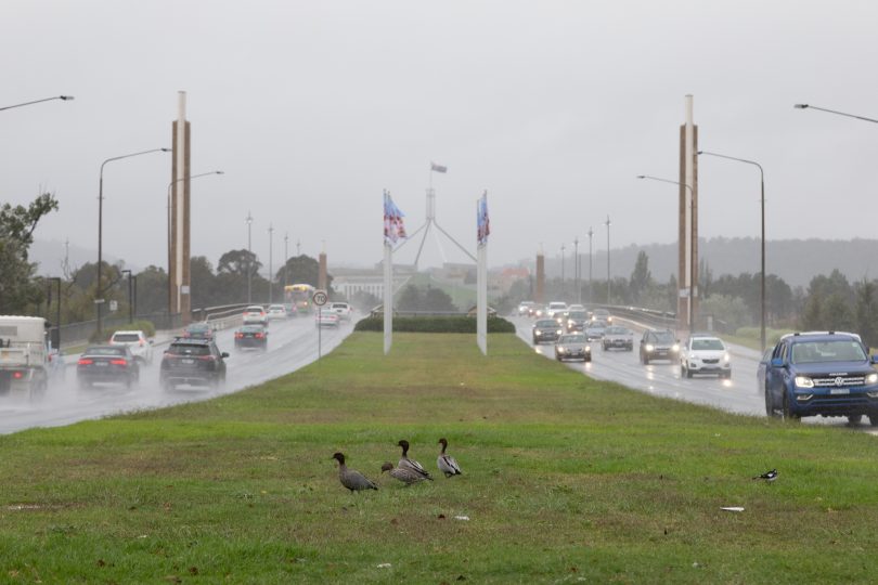 ducks in the rain in front of Parliament House