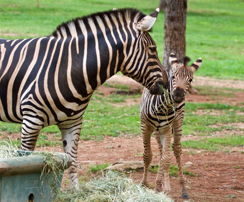 Baby zebra foal and mother at National Zoo and Aquarium