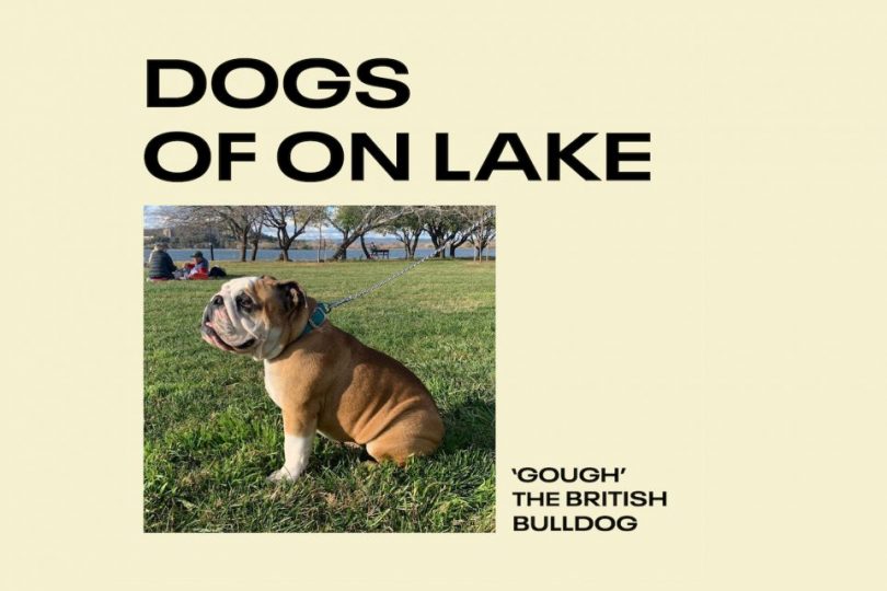 Bulldog sitting on grass at On Lake Cafe