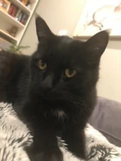 One of the two cats stolen from a shelter at Weston