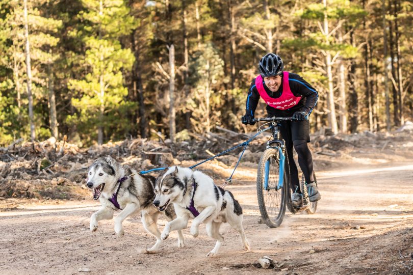 The Canberra Sled Dog Club with two huskies at Kowen Forest
