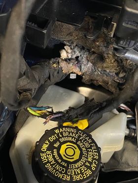 Chewed electrics in vehicle from mice