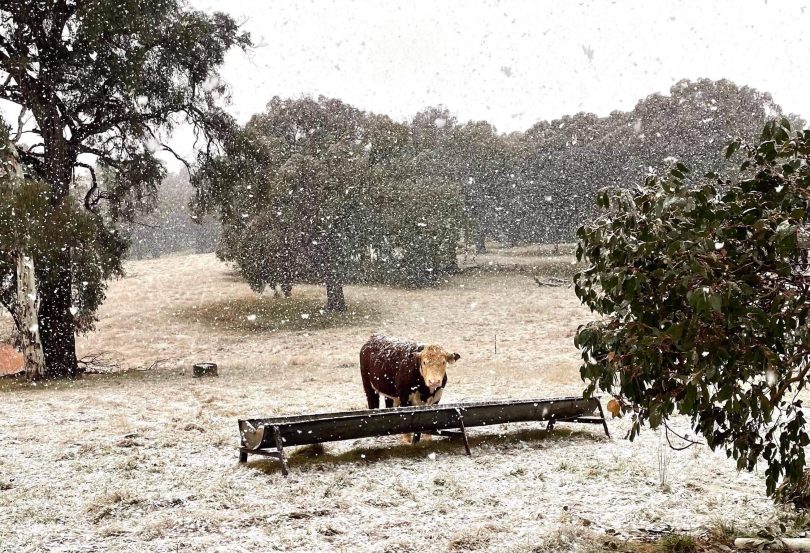 A cow stands in falling snow at a feeding trough in a field