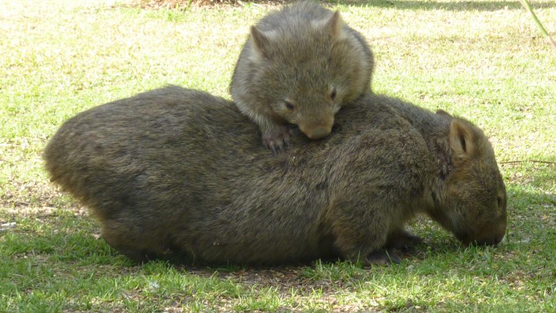 A wombat joey climbs on its mother