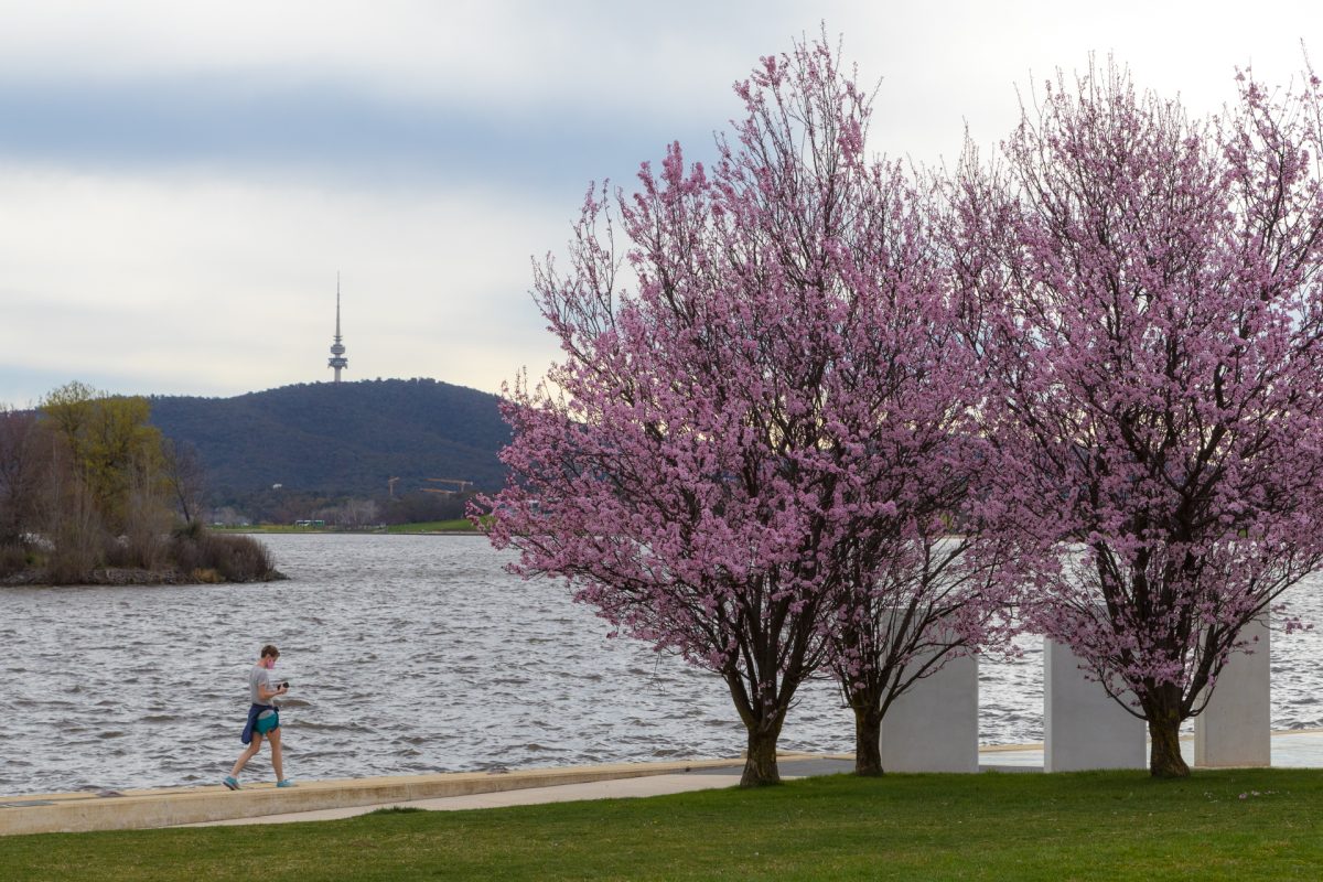 Walking by Lake Burley Griffin and blossom trees.