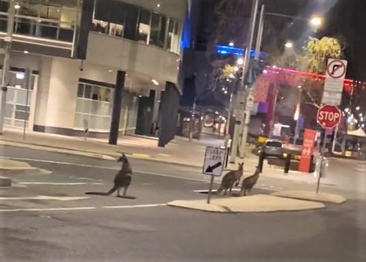 Kangaroos in Civic