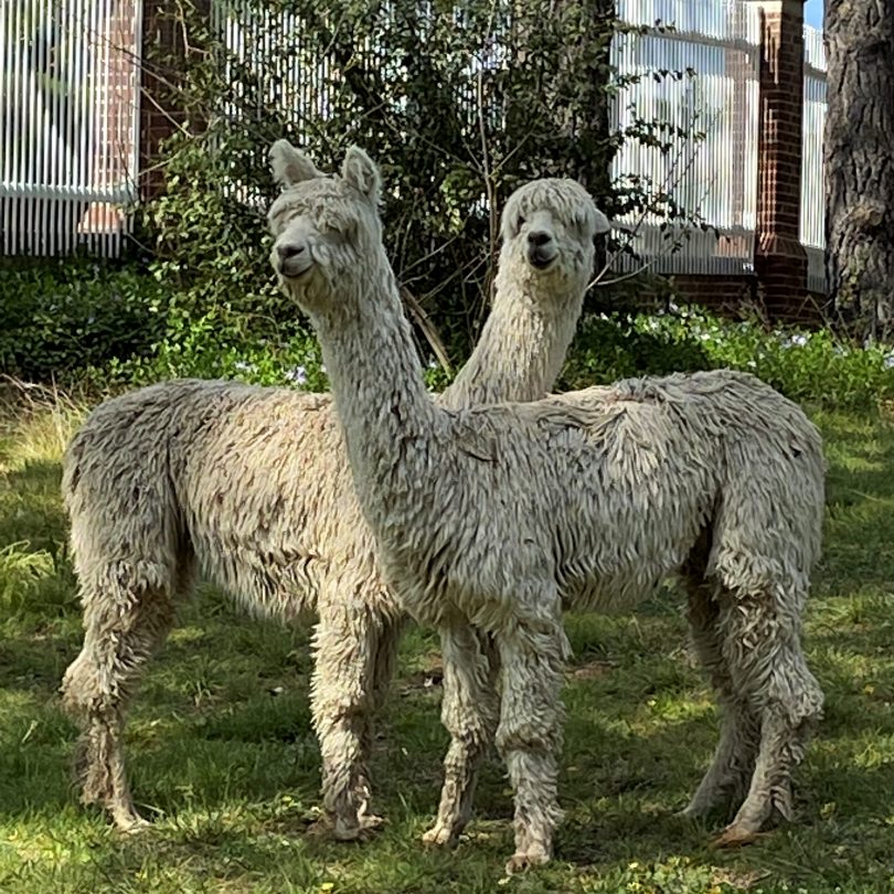 Alpacas Pablo and Boris at the Belgian Embassy in Canberra