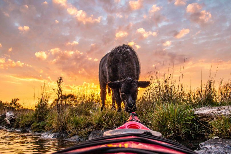 Cow kissing a kayak