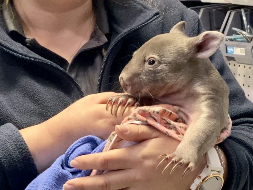 Person holding wombat joey at ACT Wildlife