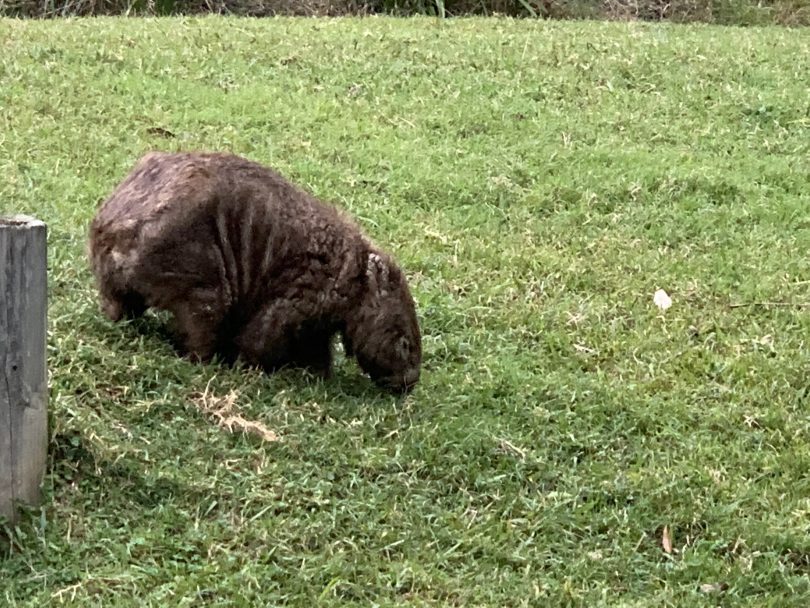 Wombat suffering from mange