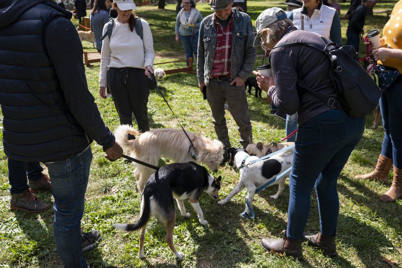 Dogs and their owners at a PAWS Party at Haig Park