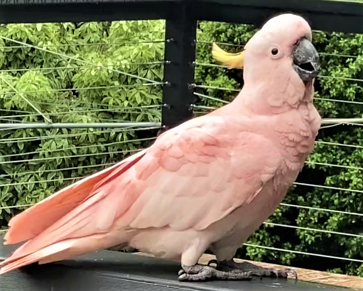 A pink sulphur crested cockatoo