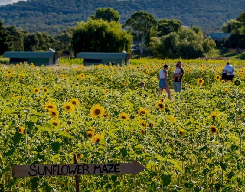 People walking in sunflower field