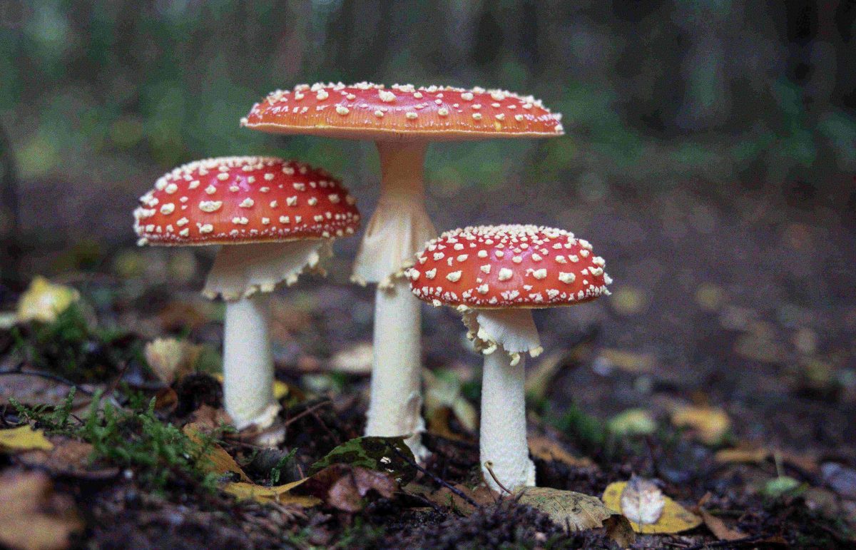 Red-spotted mushroom