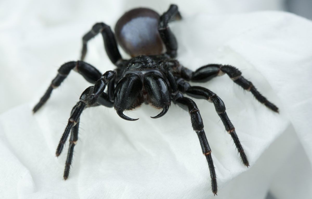 Big black scary-looking spider