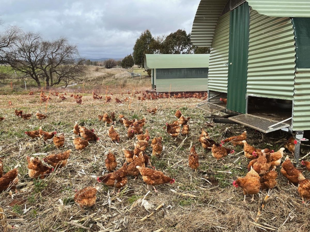 Chickens at Majura Valley Free Range Eggs