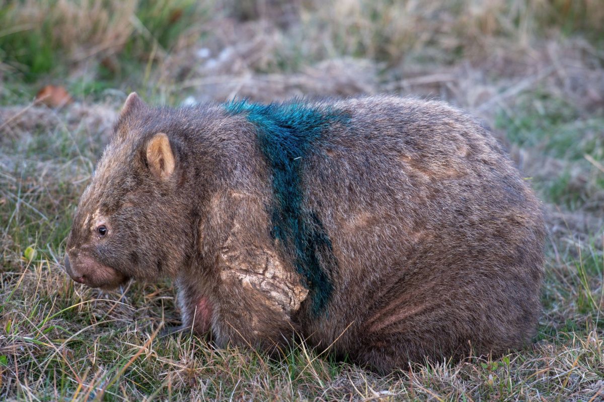 Mangey wombat