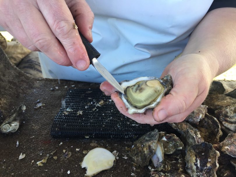 South coast oysters