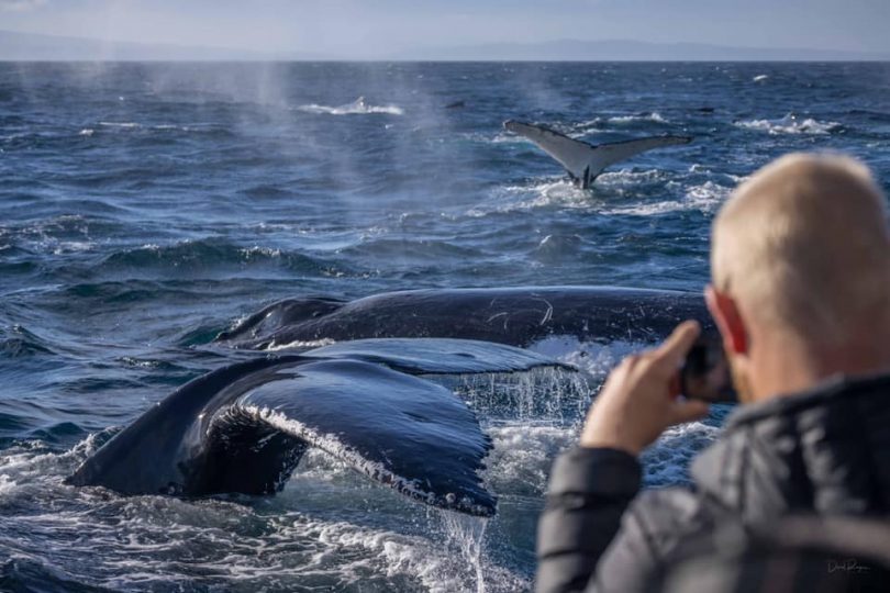 Man taking photo of whales in open water on NSW South Coast.