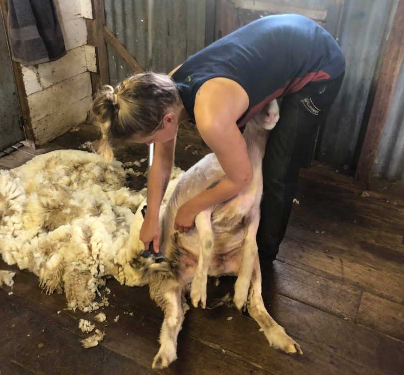 Joanna Treasure shearing a sheep in Cowra.