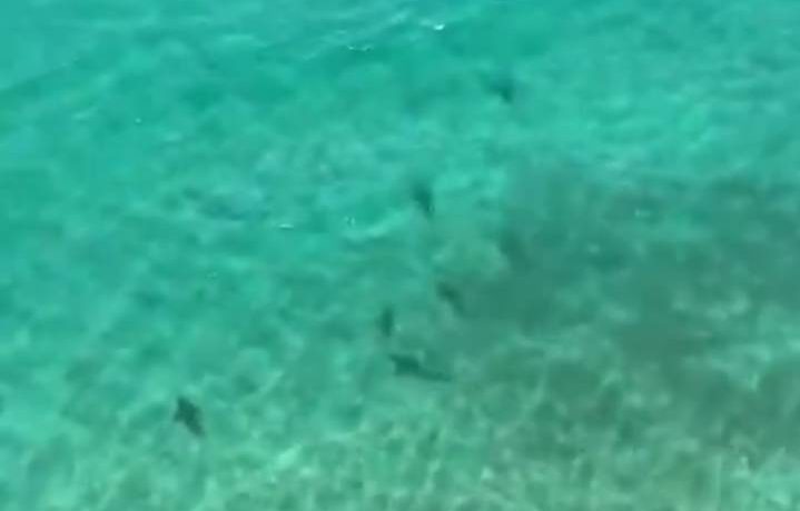 Sharks off South Coast beaches
