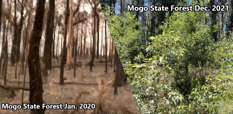 Before and after images of forest regrowth in Mogo State Forest