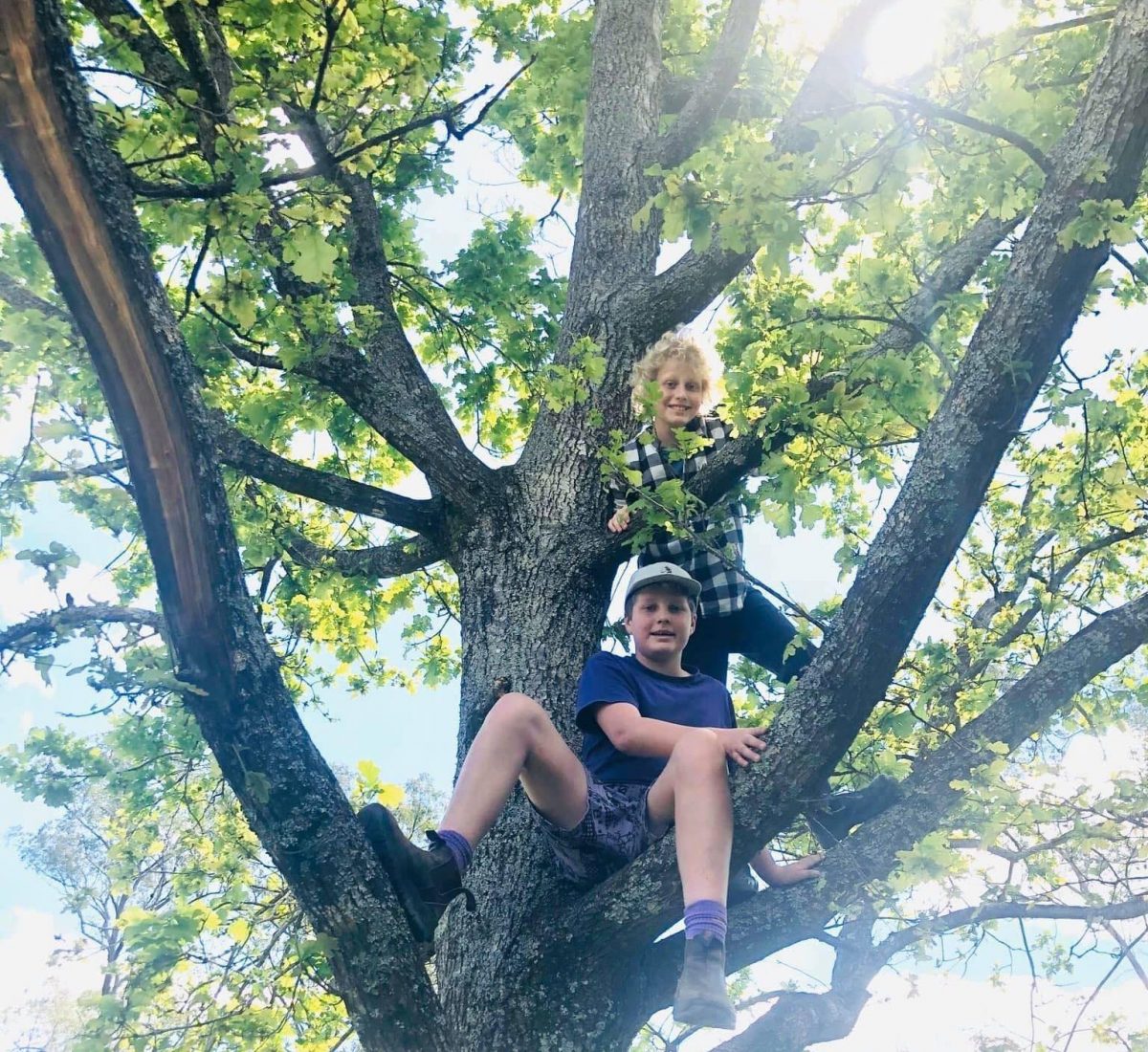 Two young boys in a tree