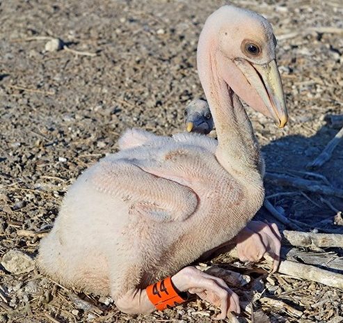 baby pelican