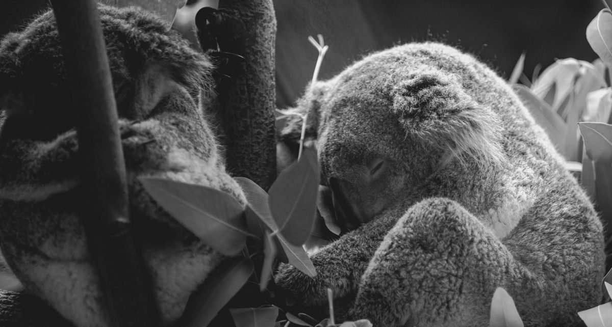 Black and white photo of koalas