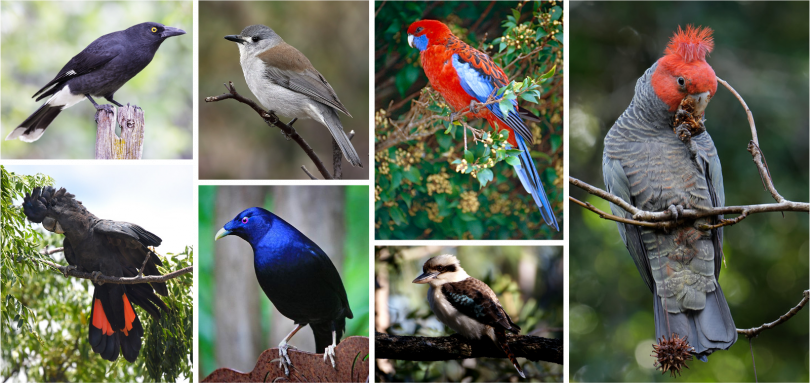 Birds in the Canberra region